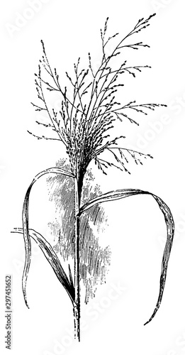 Tickle-Grass vintage illustration.
