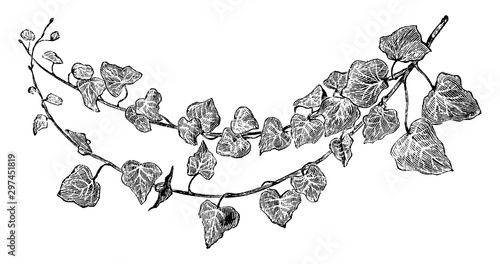 Hedera Helix Lucida vintage illustration.