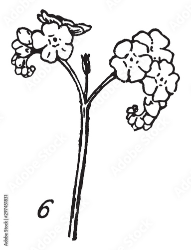 Forget-me-not vintage illustration.