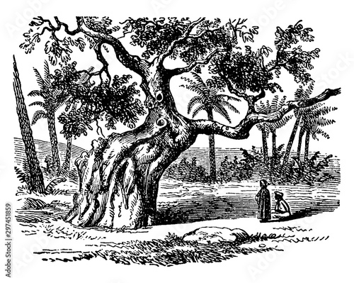 Sycamore Tree vintage illustration.