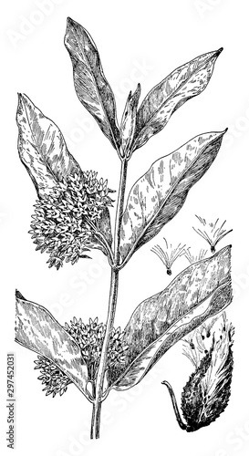 Common Milkweed vintage illustration.