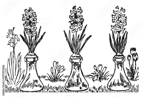Flowers vintage illustration.