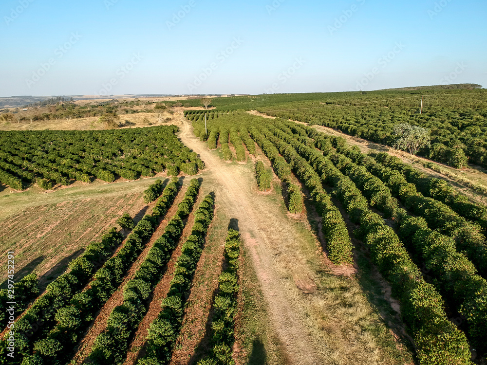aerial viewof green coffee field in Brazil
