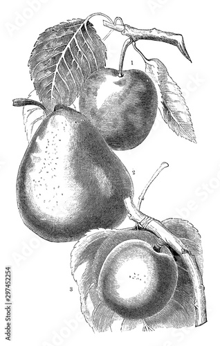 Variety of pears vintage illustration.