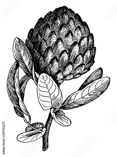 Annona Diversifolia vintage illustration.