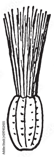 Form of Calyx in Compositae vintage illustration.
