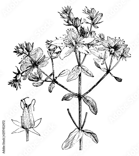 Dehiscing Capsule and Portion and Inflorescence of Hypericum Perforatum vintage illustration.