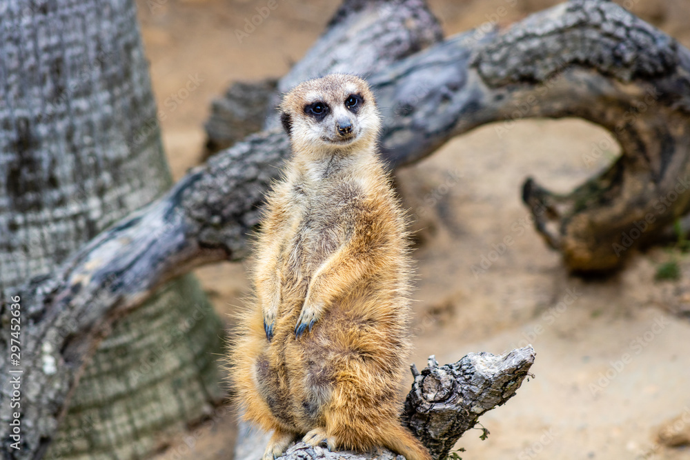 Fototapeta premium Meerkat