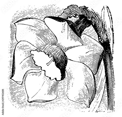 Narcissus Leedsii Beatrice vintage illustration.