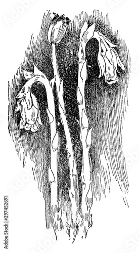 Indian Pipe vintage illustration.