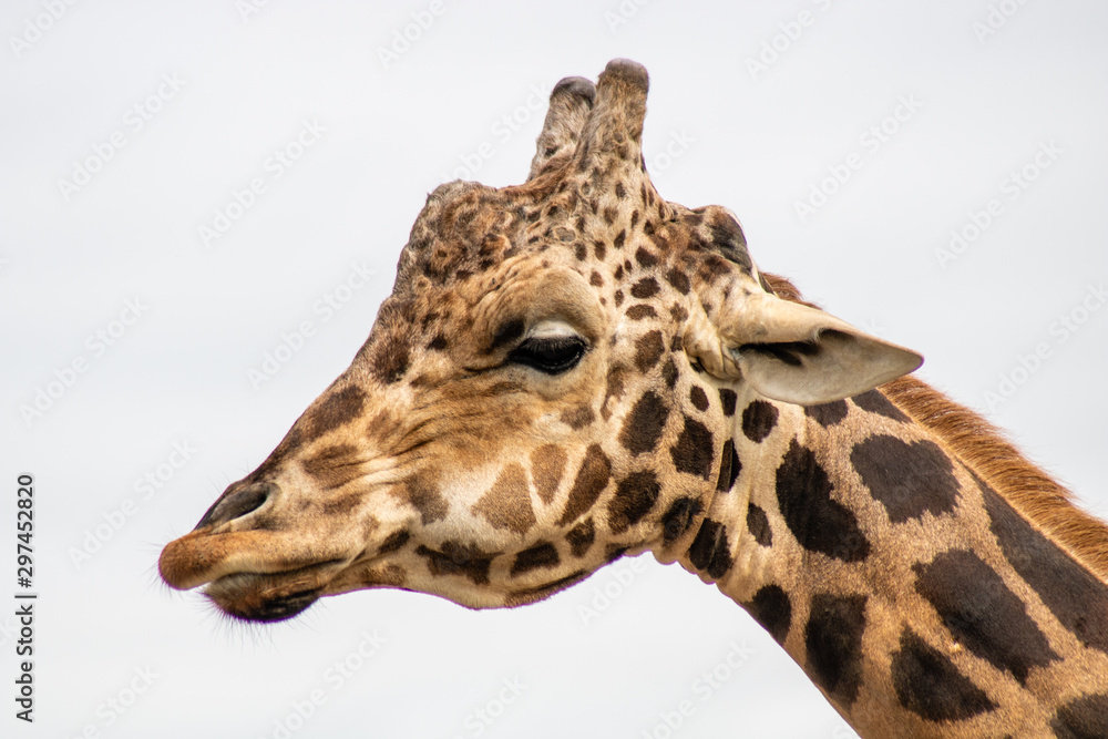 Fototapeta premium Giraffe