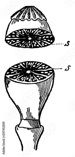 Poppy Septa vintage illustration.