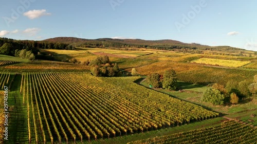Drone fligth in German vineyards. Autumn in Rheingau, Hessen.