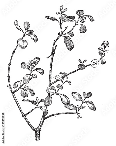 Correa Alba vintage illustration.
