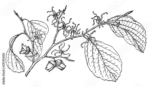 Branch of Witch Hazel vintage illustration.