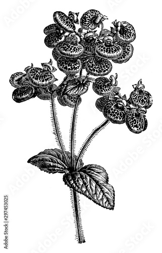 Herbaceous Calceolaria vintage illustration.