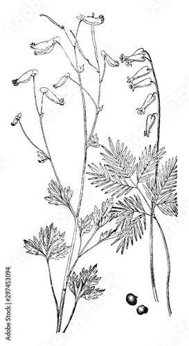 Pale Corydalis and Squirrel Corn vintage illustration.