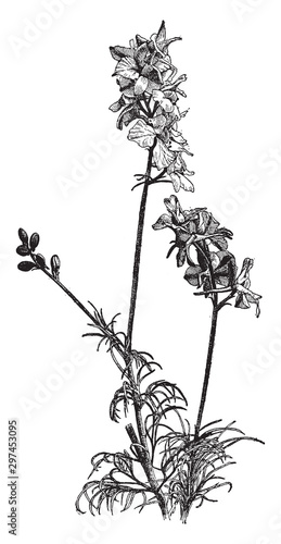Delphinium Ajacis vintage illustration.