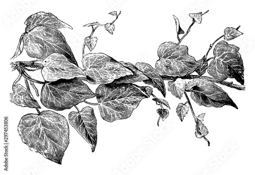 Hedera Helix Dentata vintage illustration.