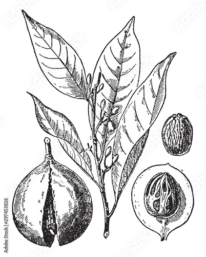 Myristica Fragrans vintage illustration.