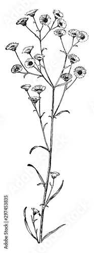 Daisy, Fleabane, Erigeron, Ramosus, Compositae, annual, plant, composite, flowers vintage illustration. photo