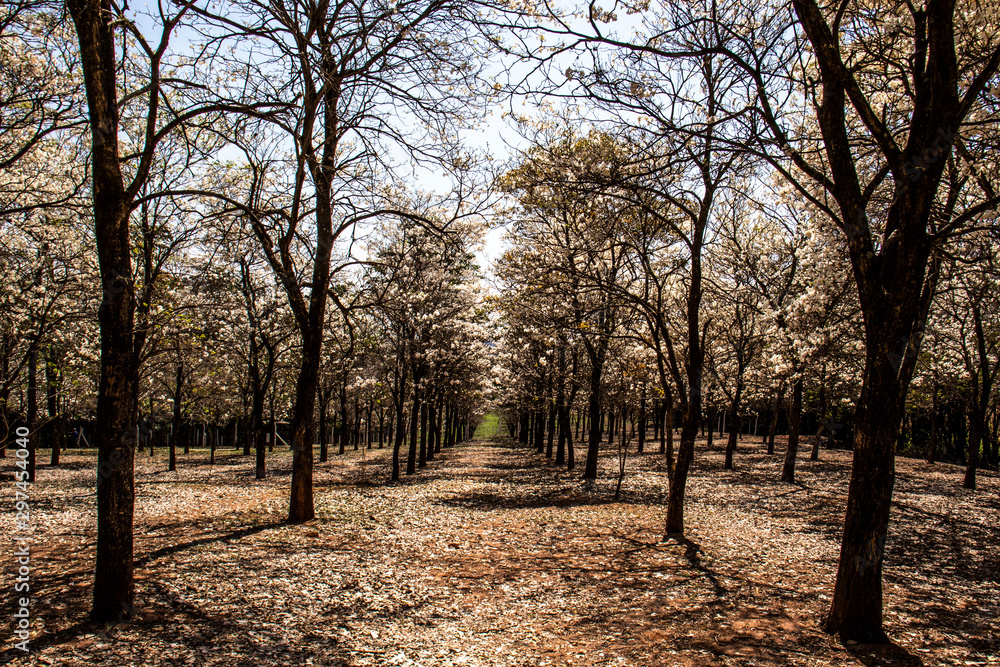 Naklejka premium Ipes white tree flowering grove with selective focus in the municipality of Marilia