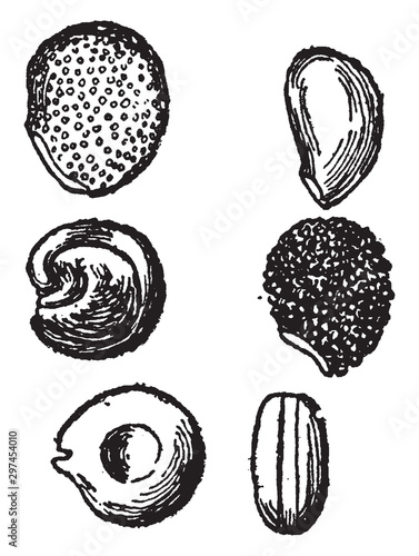 Seeds of Cacti vintage illustration. photo