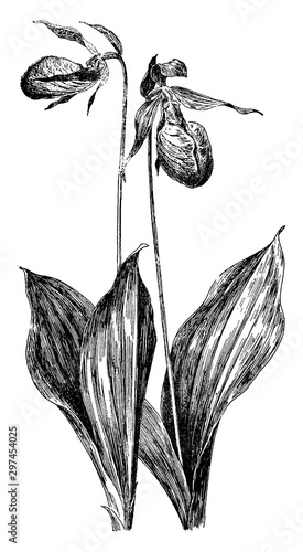 Moccasin Flower vintage illustration. photo