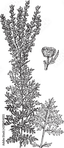Artemisia Vulgaris vintage illustration.