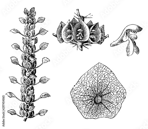 Moluccella Laevis vintage illustration.