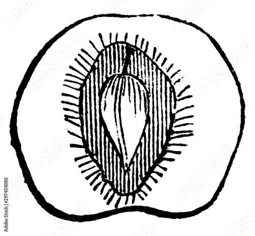 Drupe vintage illustration.