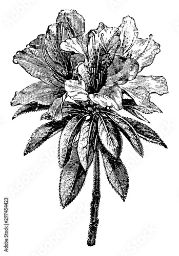 Flower of Azalea Indica vintage illustration.
