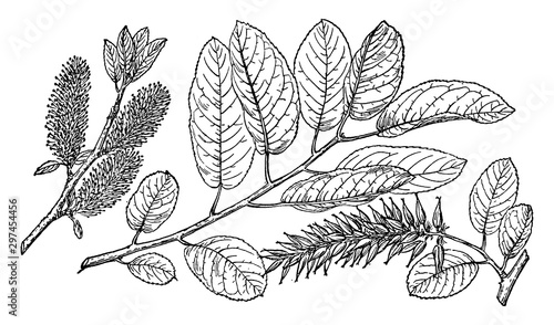 Branch of Salix Balsamifera vintage illustration.