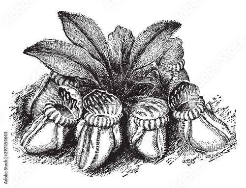 Cephalotus Follicularis vintage illustration. photo