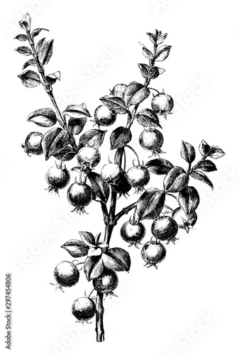 Fruiting Branch of Myrtus Ugni vintage illustration. photo