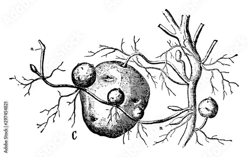 Tubers of a Potato Plant vintage illustration.