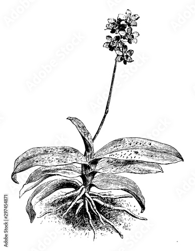 Phalaenopsis Esmeralda vintage illustration.