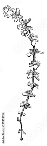 Flowering Shoot of Illecebrum Verticillatum vintage illustration. photo