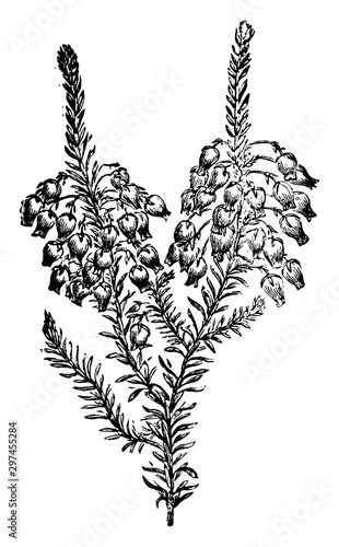 Winter Heath vintage illustration.