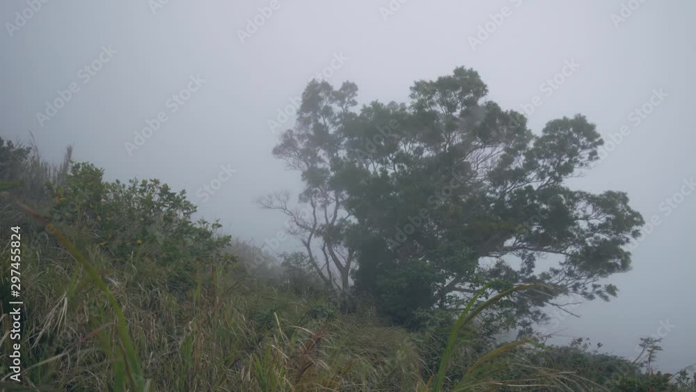 Nature landscape with lonely tree on hill slope in white fog in windy weather. Nature landscape with lonely tree on hill slope in white fog in windy weather.