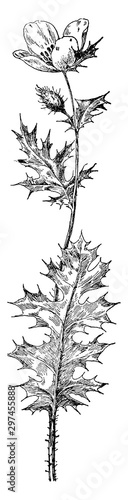 Prickly Poppy vintage illustration.