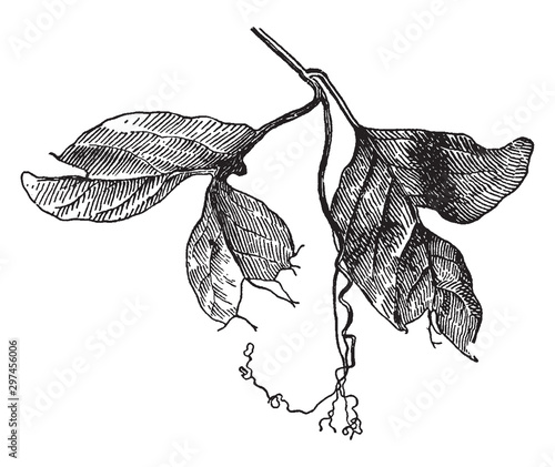 Abnormal Leaf of Cobaea vintage illustration.
