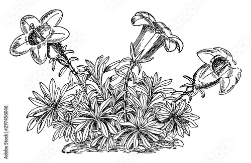 Wahlenbergia Serpyllifolia vintage illustration. photo