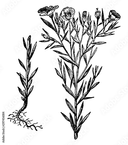 Flax, Linseed, Linaceae, Flowers, pale, petals, food, fiber, crop vintage illustration.