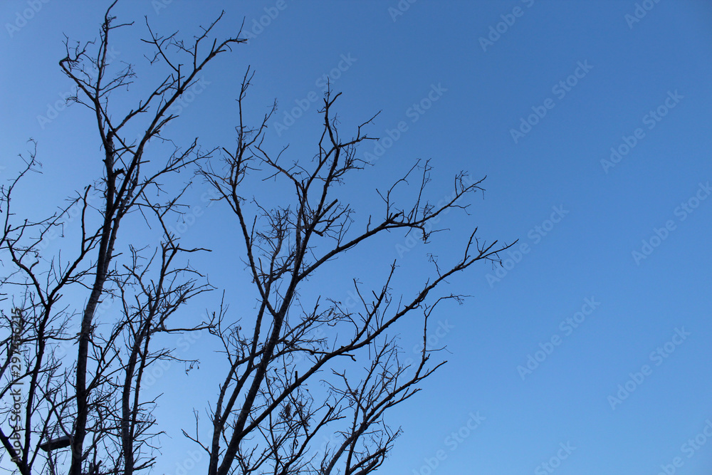 Árbol seco en invierno Árbol seco en invierno