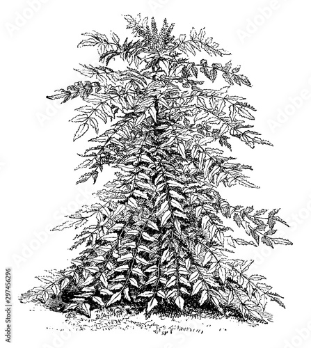 Berberis Nepalensis vintage illustration.