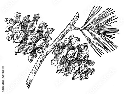 Pine Cone of Mexican Pinyon vintage illustration.