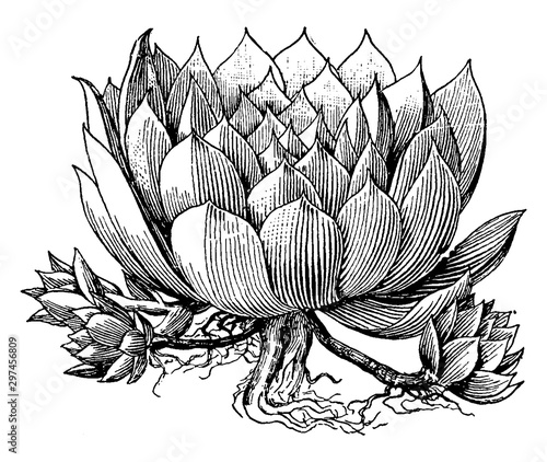 Sempervivum Tectorum vintage illustration.