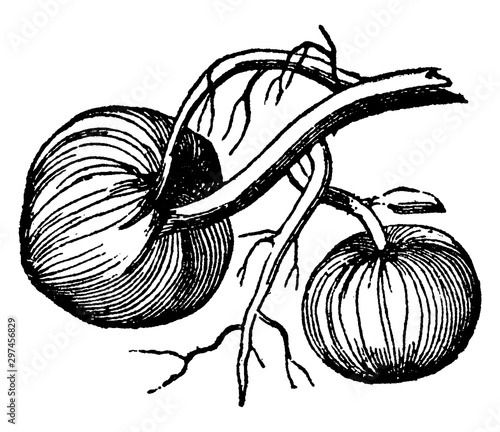 Tuberous Root vintage illustration.