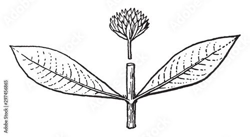 Alternanthera vintage illustration.